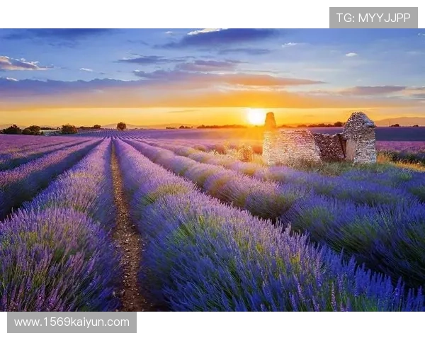 法国浪漫风情直播：探索巴黎街头与普罗旺斯花海